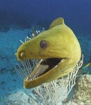 Green Moray Freeswiming.jpg