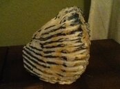 IMG_0444.JPG