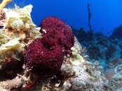 Black Coral.jpg