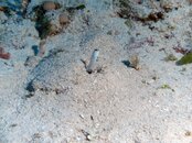 Jaw Fish 1.jpg