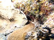 juv fish.jpg