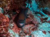 Parrot Fish.jpg