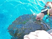 Turtle found on surface trapped in fishing net.jpg