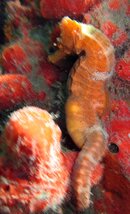 pregnantseahorse.jpg