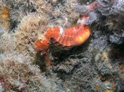 Blue Heron Bridge pregnant seahorse.jpg