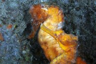 IMG_5685wa.jpg