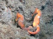 Seahorses together.jpg