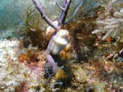 Flamingo Tongue- Cayman Islands.jpg