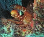 Crab- Cayman Islands.jpg