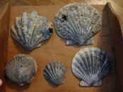 DSC05286.jpg