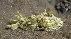 119 Aplysia dactylomela in Gezeitentümpeln an der Küste zwischen Arguineguin und Maspalomas.jpg