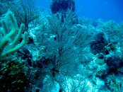 black_coral.jpg