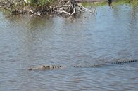 chinchorro_1.jpg