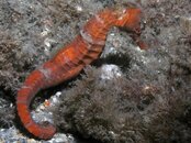 Blue Heron Bridge Night Curled Seahorse 025.jpg