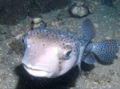 Blue Heron Bridge Night Puffer.jpg