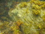 Atlantic Oyster Drill among sea wrack and green algae FTW.JPG