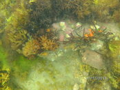 Red Bearded sponge_green algae_sea wrack_slipper snails FTW.JPG