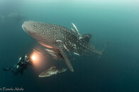 Jackand-WhaleShark2.jpg