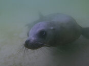 Dive 637-638 129-1.jpg