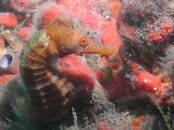 Blue Heron Bridge sea horse on sponge.jpg