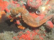 Blue Heron Bridge large seahorse.jpg