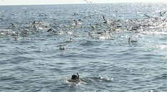 herring run 2 08-10.jpg