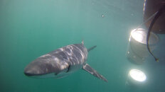 Shark Trip (March 26th, 2011), pic 1.jpg