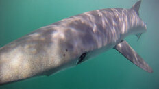 Shark Trip (March 26th, 2011), pic 2.jpg