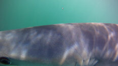 Shark Trip (March 26th, 2011), pic 3.jpg