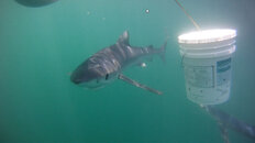 Shark Trip (March 26th, 2011), pic 4.jpg