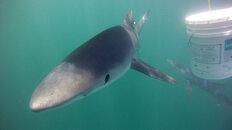 Shark Trip (March 26th, 2011), pic 5.jpg