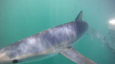 Shark Trip (March 26th, 2011), pic 6.jpg