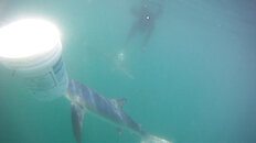 Shark Trip (March 26th, 2011), pic 7.jpg