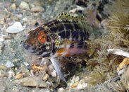wrasse.jpg