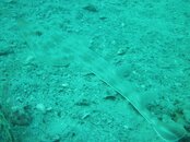 guitar fish.jpg