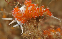 Flabellina dushia - 6796.jpg