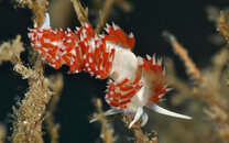 Flabellina dana - 6735.jpg