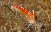 Flabellina verta - 6678.jpg