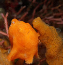 DSC_0035н1.jpg