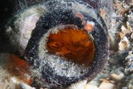 IMG_6296woctoarm.jpg