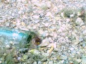 Blue Heron Bridge Tiny Octo.jpg