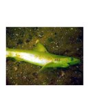 fish.jpg