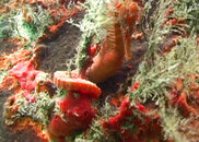 seahorse_01.jpg