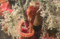seahorse_02.jpg