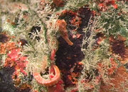 seahorse_03.jpg