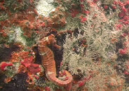 seahorse_04.jpg