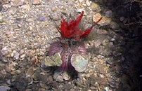 urchin-king_01.jpg