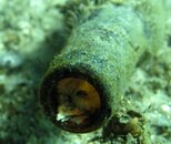 bottle octo.jpg