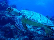 March 2011 Coz trip 025.jpg
