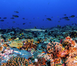 Coral on the Conflict Islands @cici_png_.png Coral on the Conflict Islands @cici_png_.png